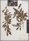 Foto von Salix daphnoides Vill.